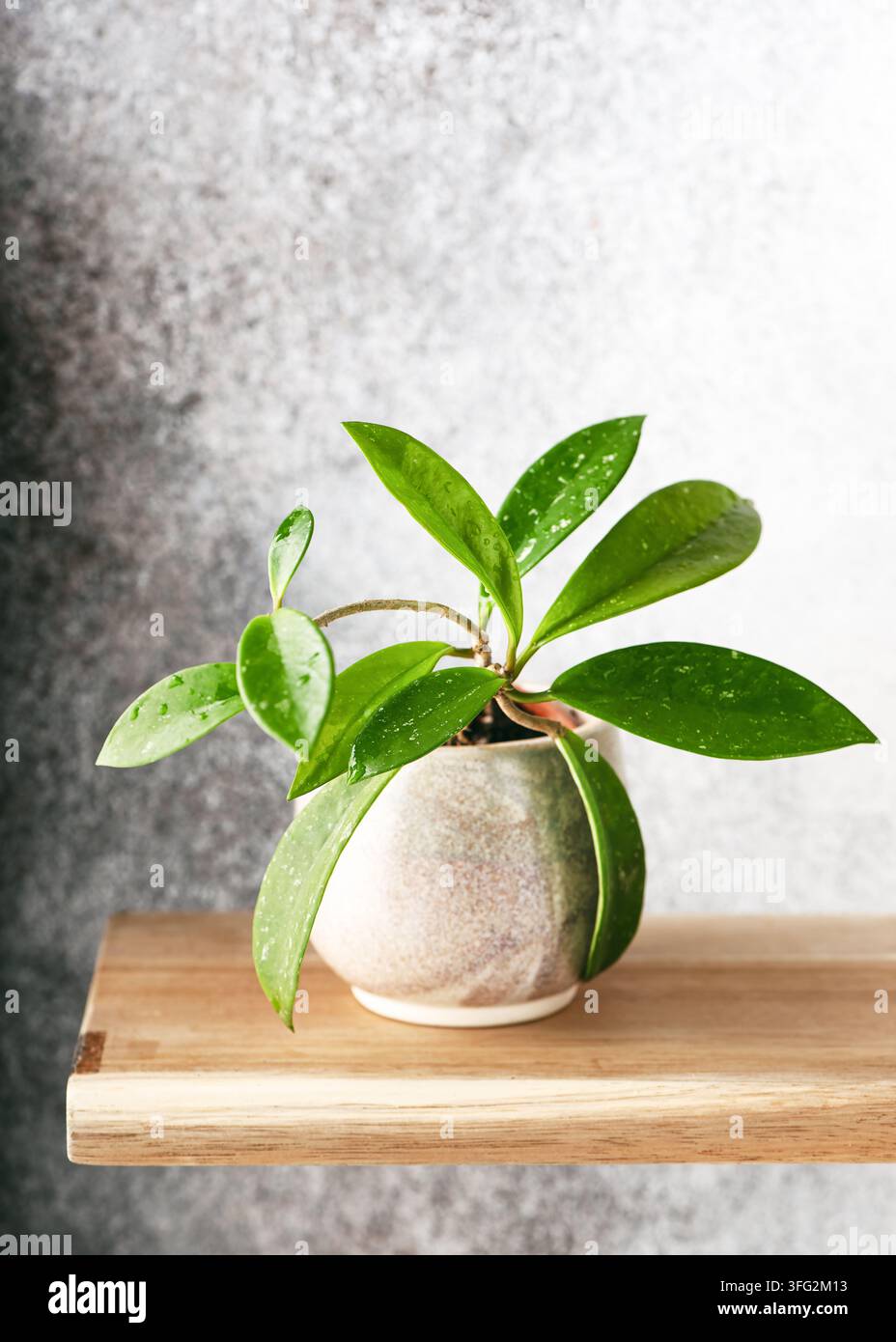 Hoya pubicalyx 'Silver Spot' Zimmerpflanze mit deutlichen silbernen Spritzmustern auf dunkelgrünen lanzettlichen Blättern, die drinnen in einer hellen Umgebung wächst. Stockfoto