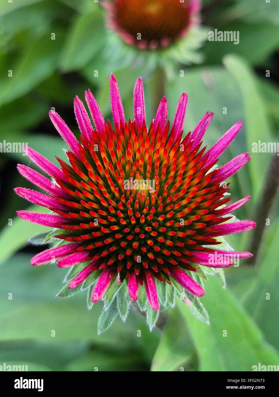 Pinkes Sonnenhut (Echinacea purpurea) in Blüte, Nahaufnahme im Sommer - Smartphone-aufgenommenes Stockfoto