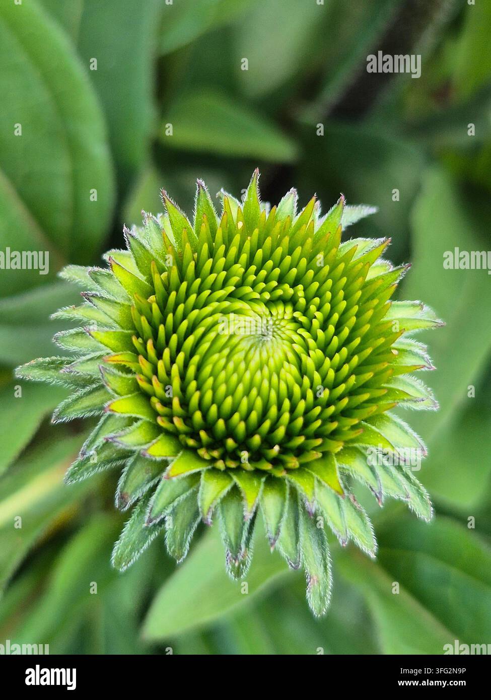 Nahaufnahme einer Echinacea-Blütenknospe vor dem Aufblühen im Garten Stockfoto