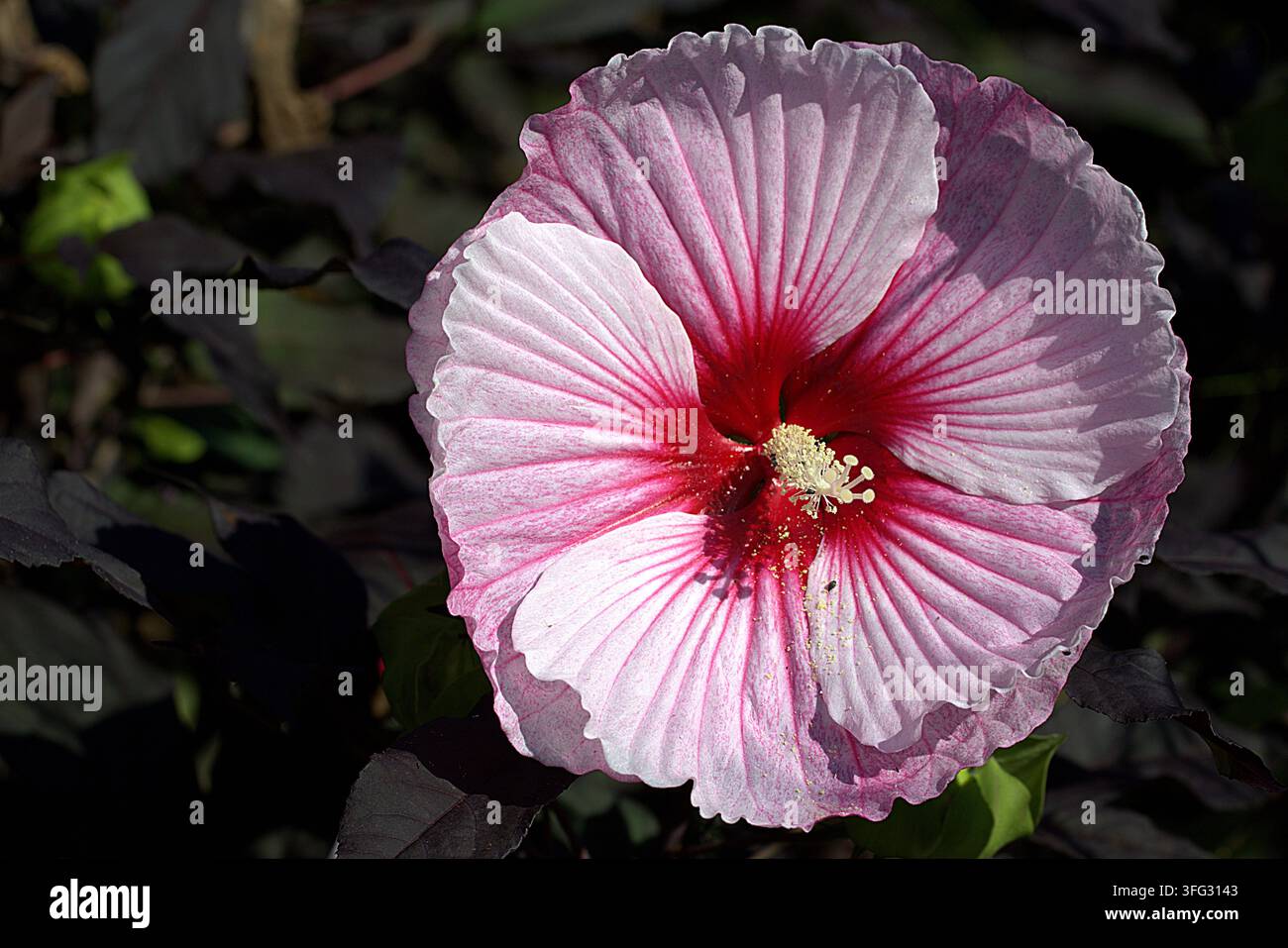 Rosa wirbelnde robuste Hibiskusblüte mit dunkelviolettem Laub. Stockfoto