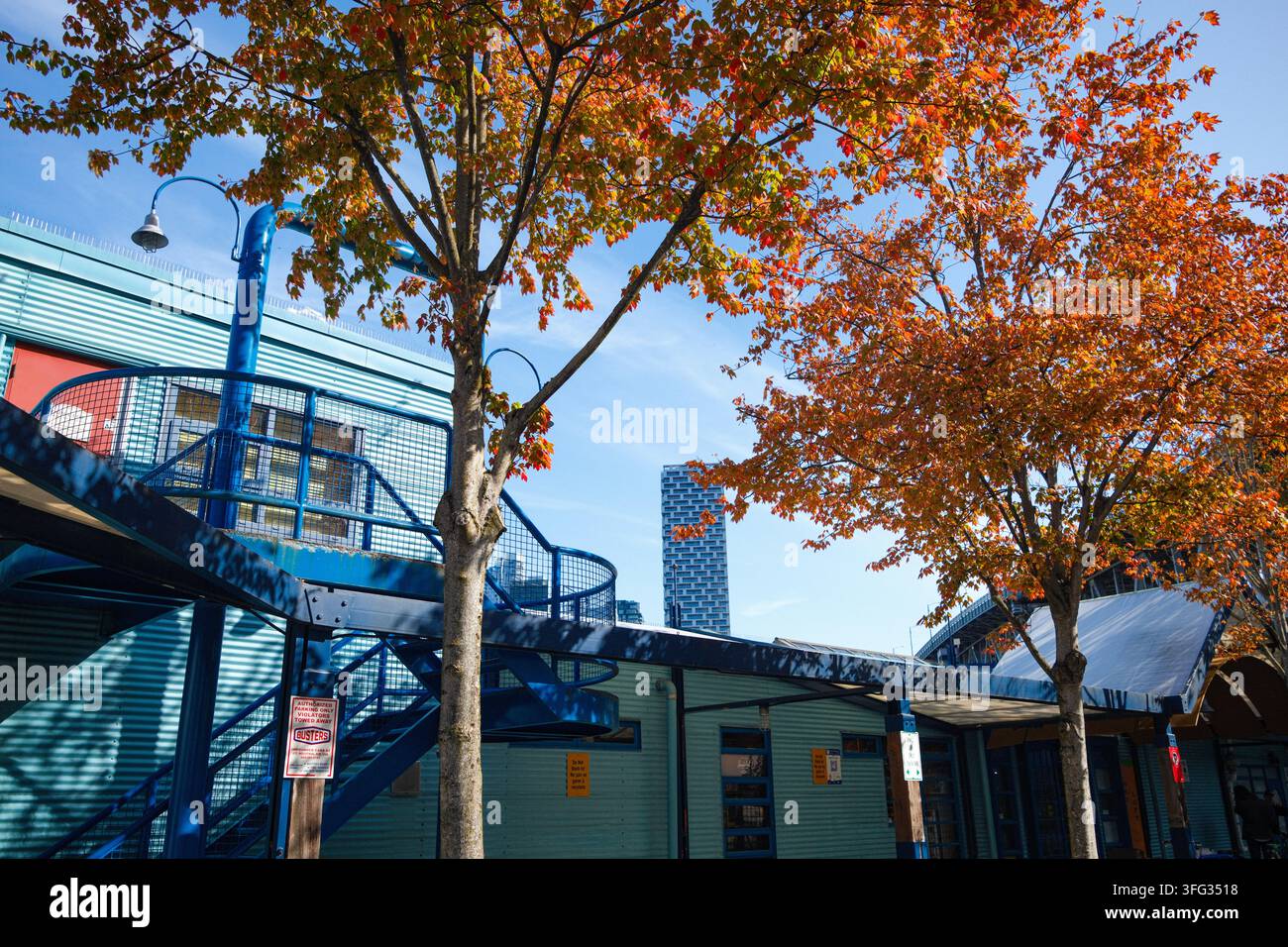 Herbstblätter am Granville Island Public Market mit dem Vancouver House Condominium in der Ferne, Vancouver, BC. Stockfoto