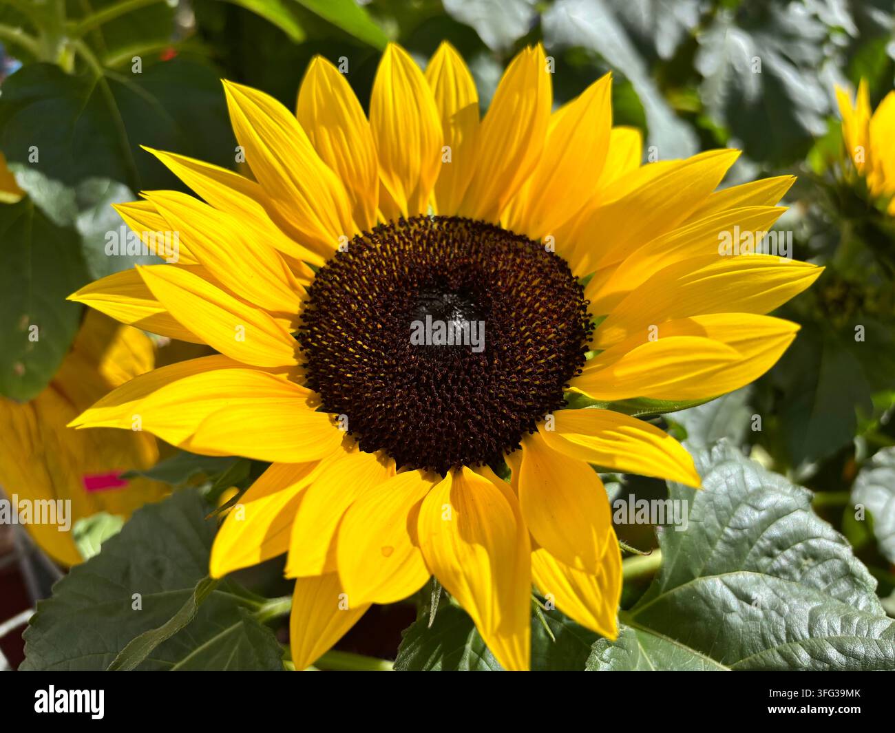 Ein leuchtend gelber Sonnenblumenstrauch in voller Blüte mit einem großen dunklen Zentrum und hellen Blütenblättern vor dem Hintergrund grüner Blätter in einem sonnigen Garten - Smartphone-aufgenommenes Stockfoto