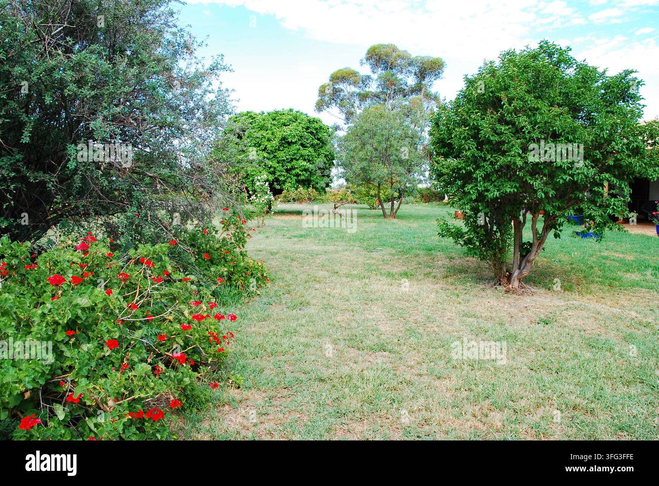 Australischer Landgarten umgeben von Bäumen und Sträuchern, Tamworth NSW Australien. Stockfoto