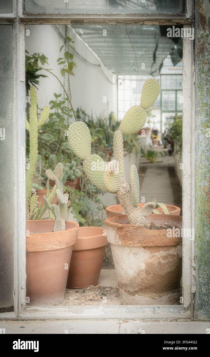 Kakteen in Terrakottatöpfen in einem verwitterten Glashaus, Jardim Botânico da Ajuda, Lissabon, botanischer Charme Stockfoto