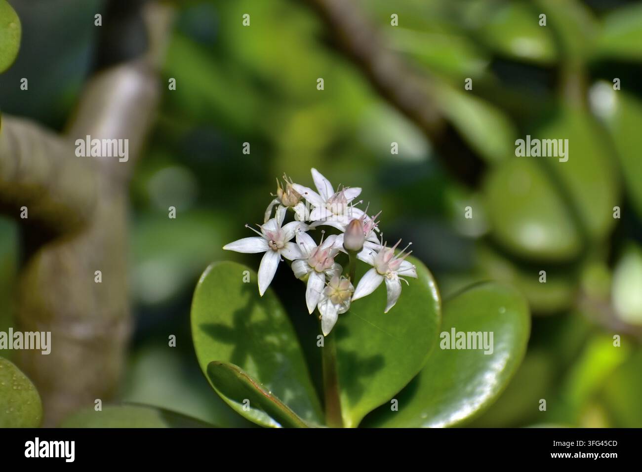 Kleine sternförmige weiße Blüten mit weichen rosa Mittelpunkten blühen über dicken glänzenden ovalen Blättern einer Jadepflanze. Die Nahaufnahme unterstreicht den Kontrast Stockfoto