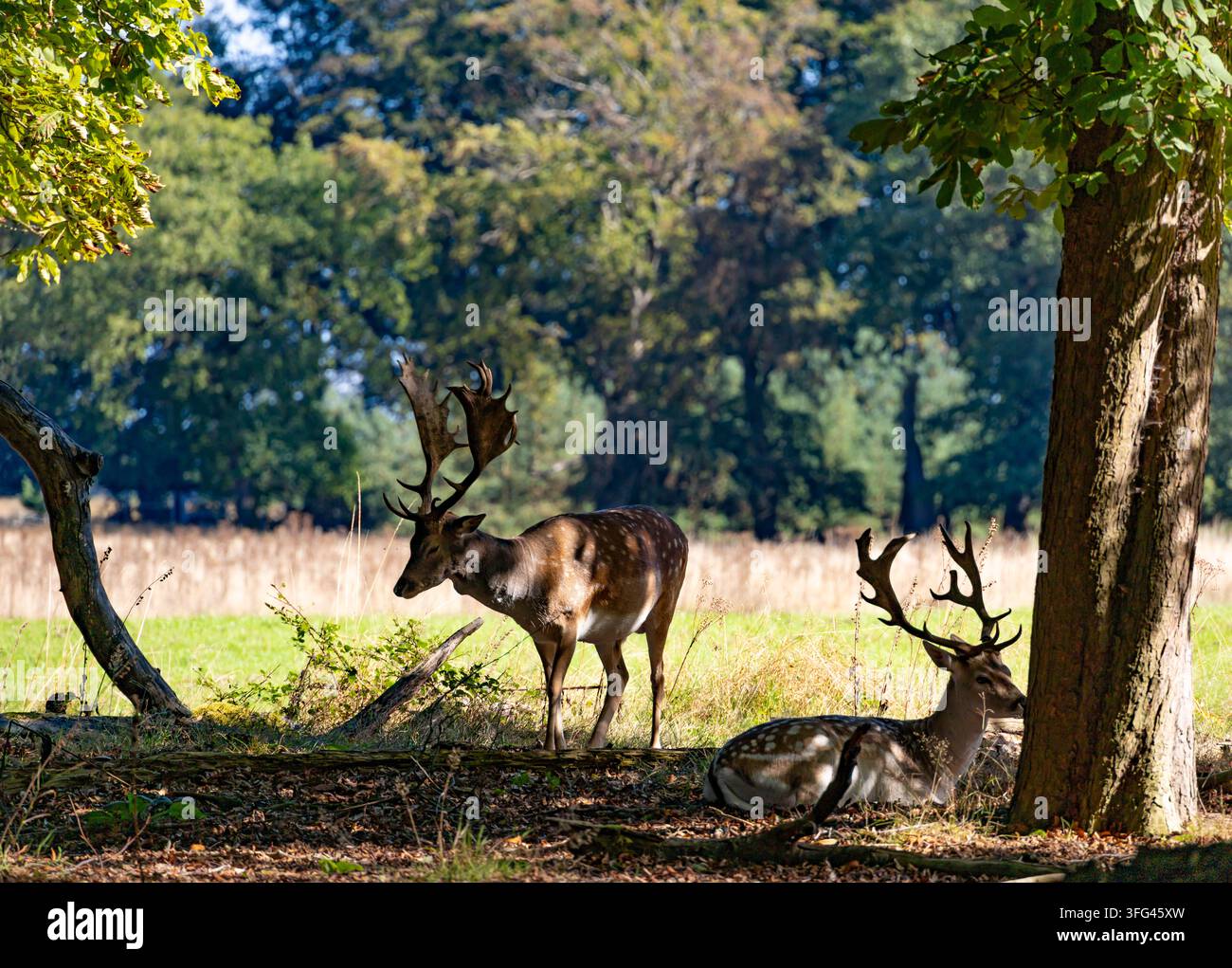wilder männlicher Bock, Damhirsch in einem schattigen Wald im gefleckten Licht Stockfoto
