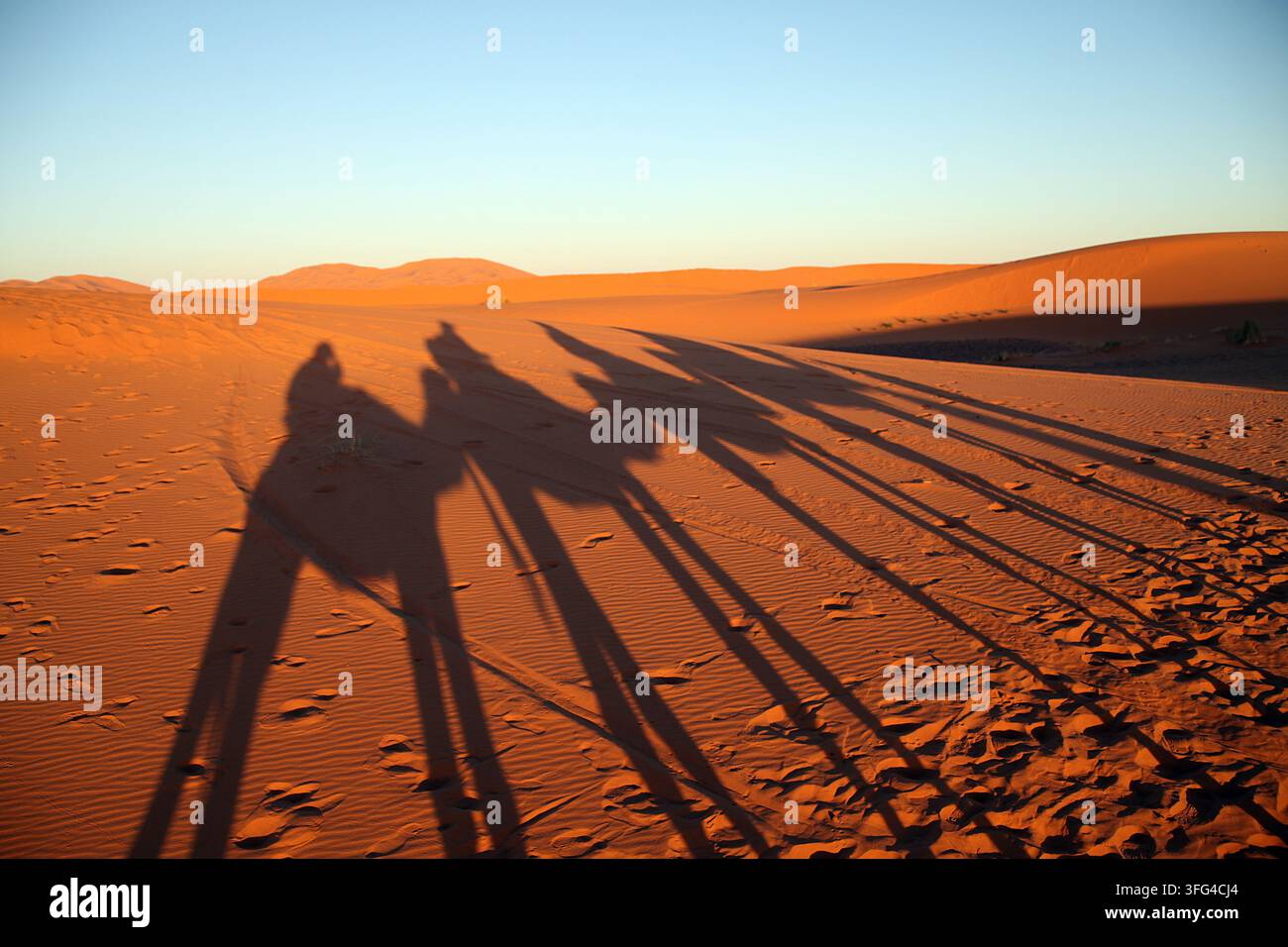 Lange Kamelschatten über die Dünen der Merzouga-Wüste in Marokko Stockfoto