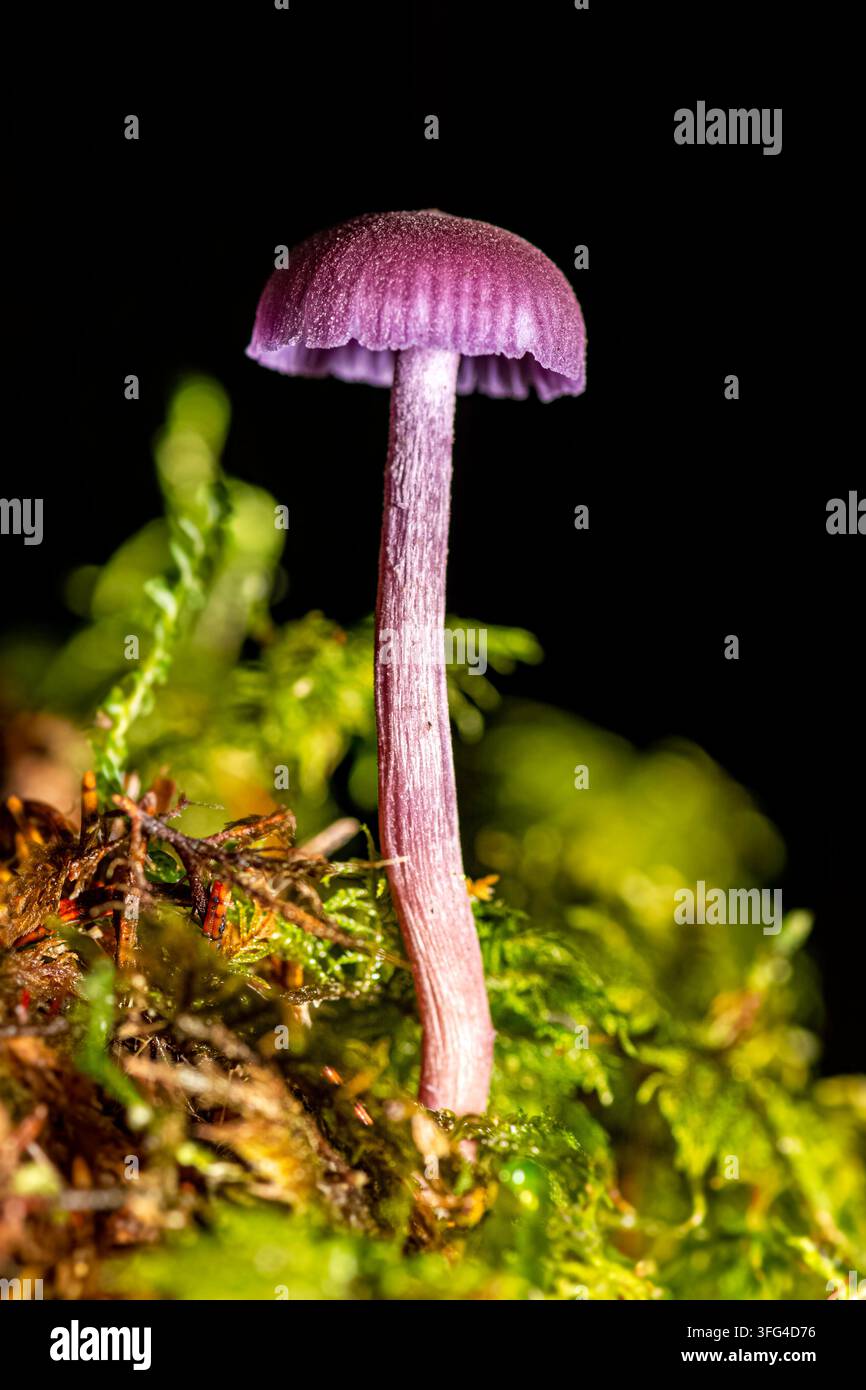 Ein lebhafter Amethyst-Täuschpilz (Laccaria amethystina) erhebt sich aus einem Bett aus grünem Moos, isoliert vor einem schwarzen Hintergrund. Stockfoto