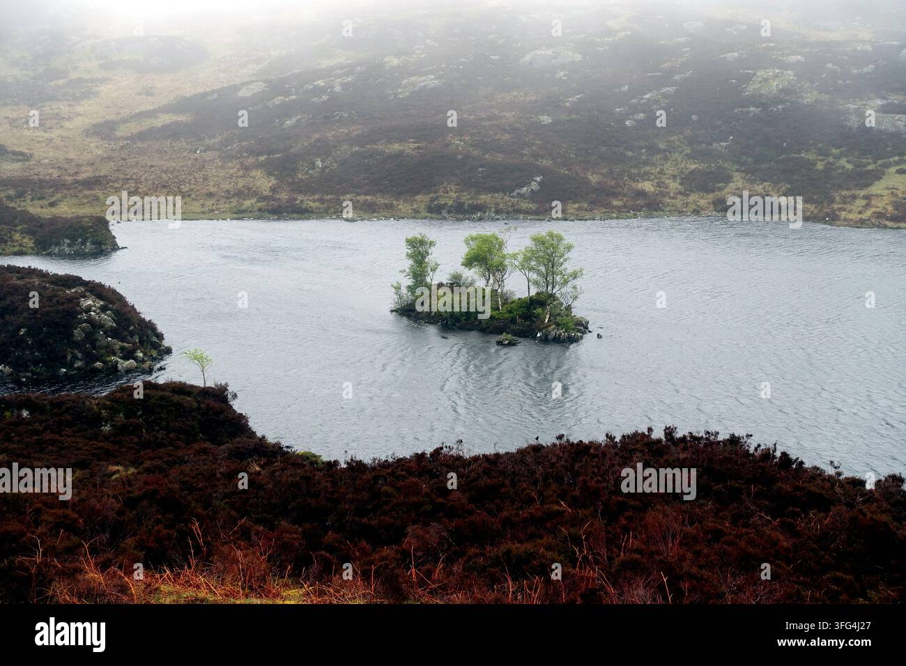 Kleine Insel in 'Dock Tarn' nahe dem Gipfel des Wainwright 'Great Crag' Stonethwaite, Borrowdale, Lake District, Cumbria, England, UK. Stockfoto