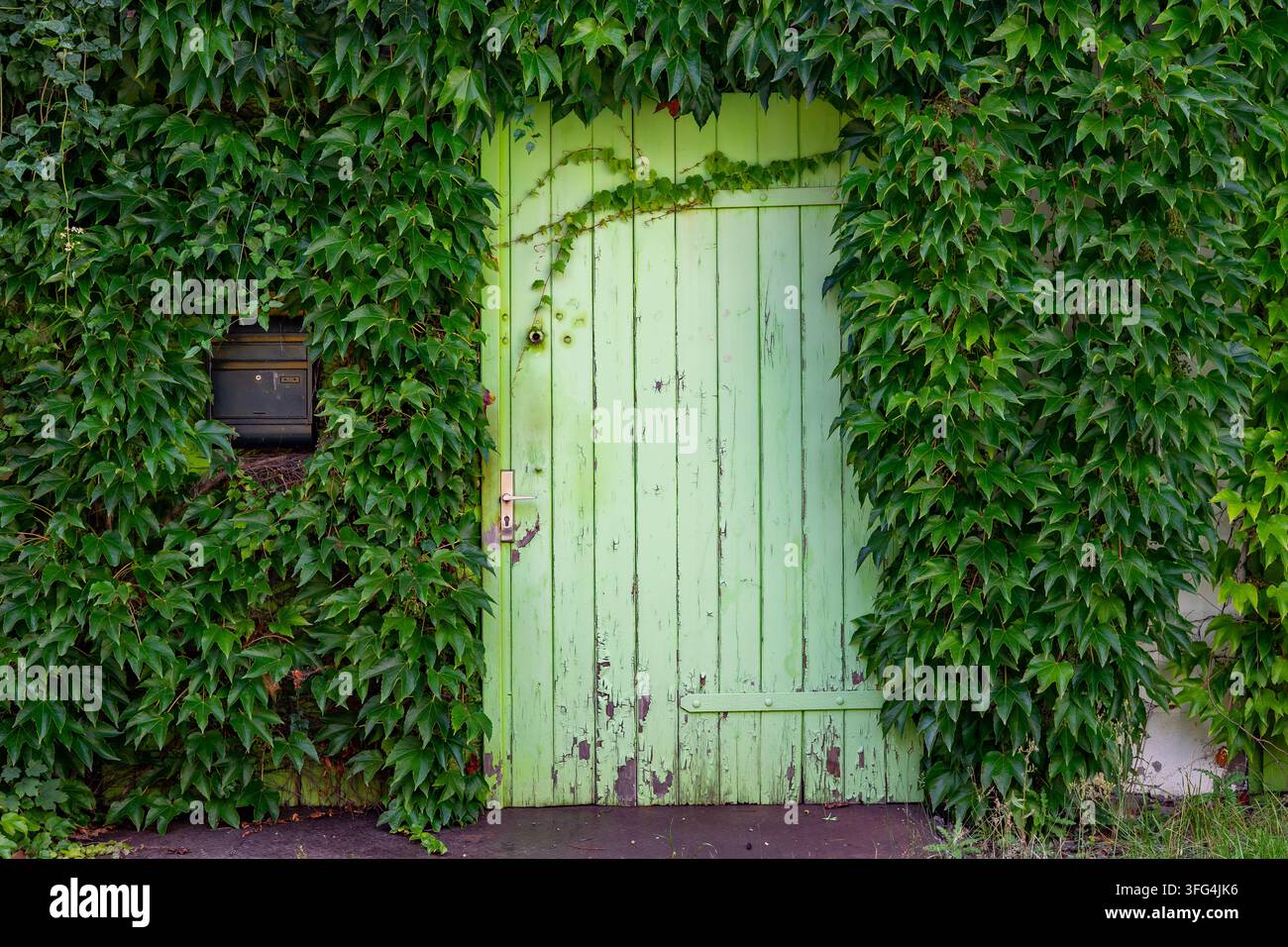 Alte grüne Tür mit Efeu – Surreale abstrakte Kunst Stockfoto