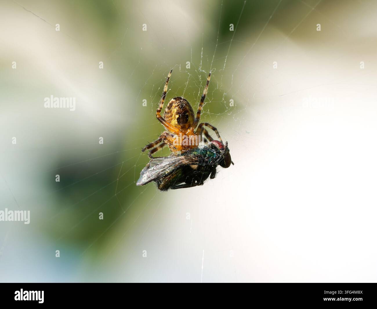 Europäische Gartenspinner (Araneus diadematus) in Tignes an einem Netz mit gefangener Fliegenbeute. Stockfoto