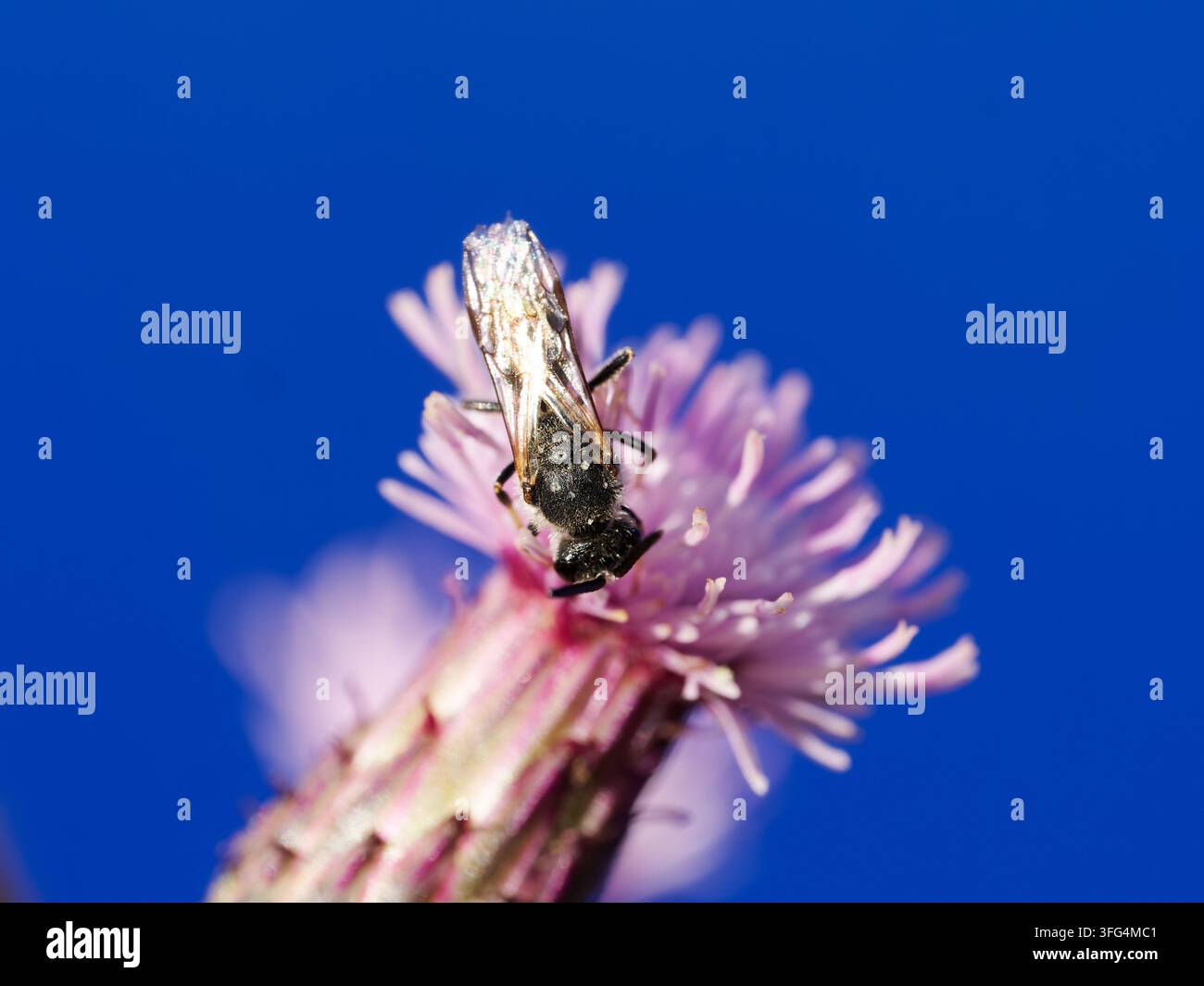 Lasioglossum sp. Biene, die auf einer rosa Blume gegen einen klaren blauen Himmel in Tignes sitzt. Stockfoto