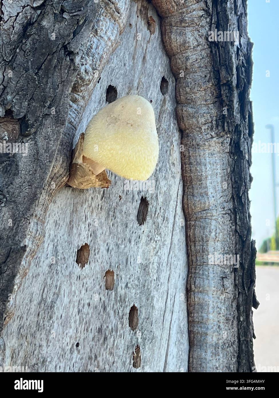 Weißer Bracketpilz, der auf einem Baumstamm mit kleinen Löchern in der Rinde wächst - Smartphone-aufgenommenes Stockfoto