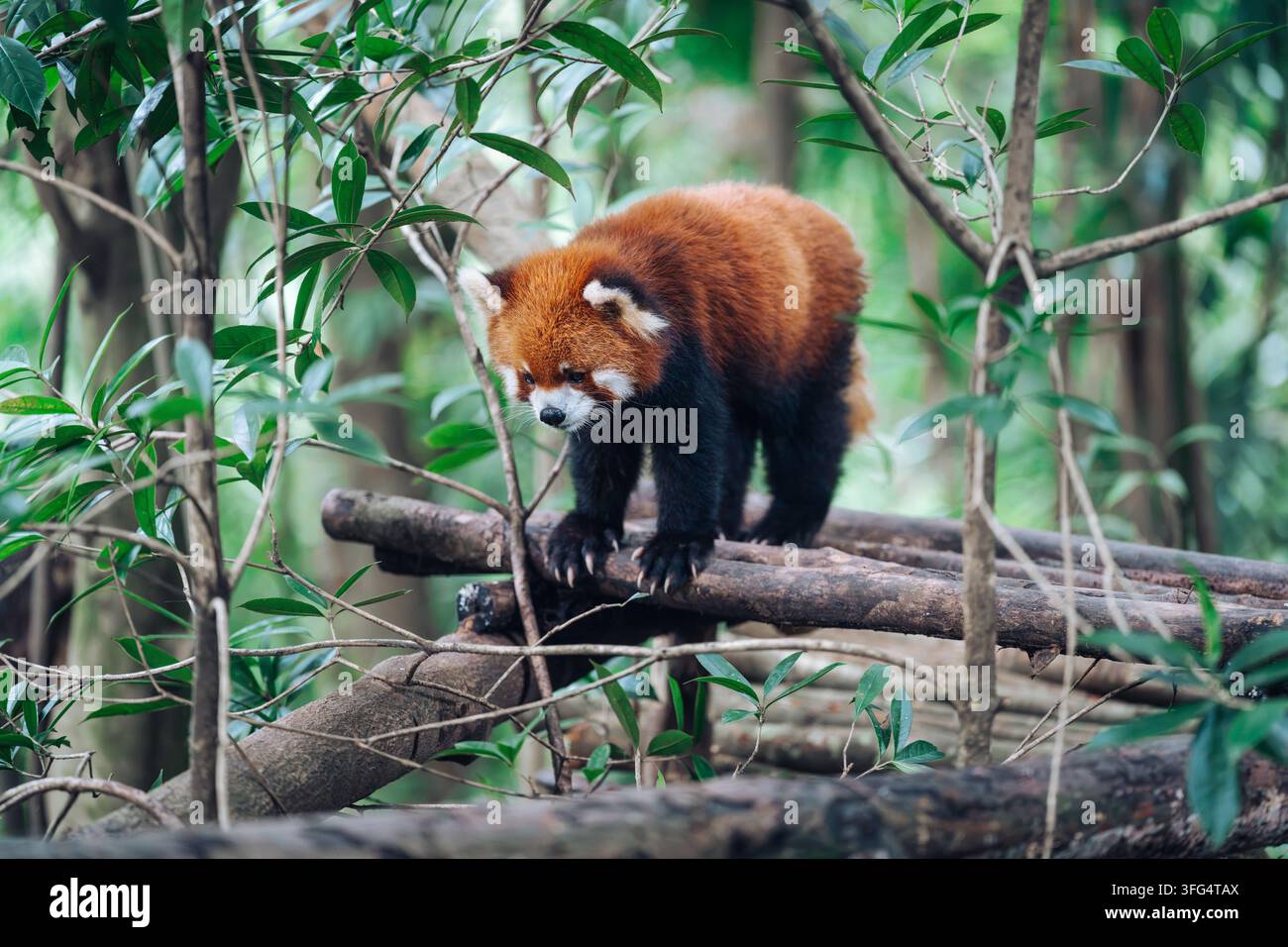 Ein Roter Panda erkundet hölzerne Plattformen in einem üppigen Waldhabitat im Chengdu Panda Valley Stockfoto