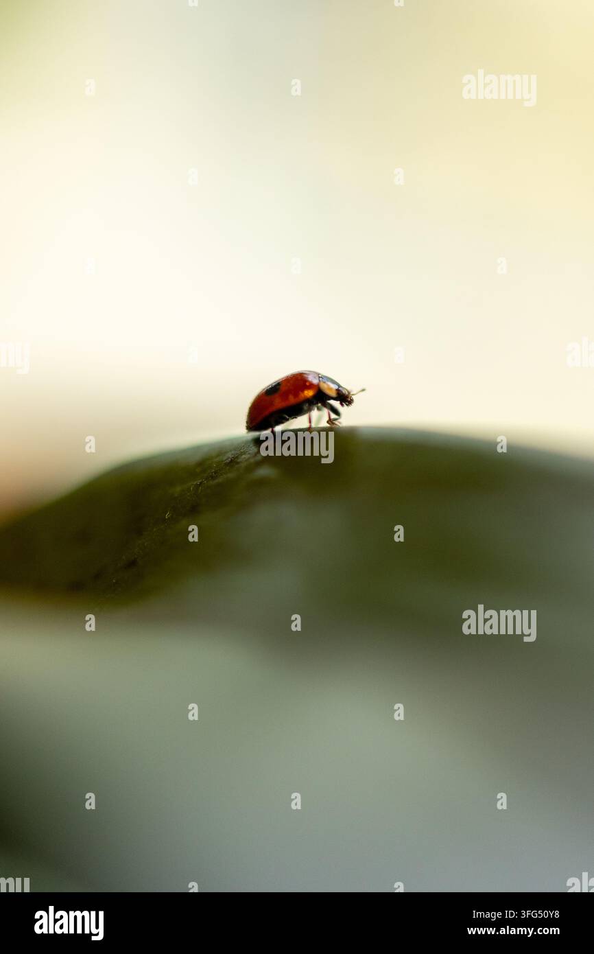 Ein kleiner roter Marienkäfer, der auf einem grünen Blatt läuft Stockfoto