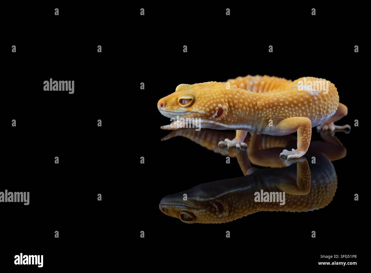 Ein gelber Leopardgecko sitzt auf einer reflektierenden schwarzen Oberfläche Stockfoto