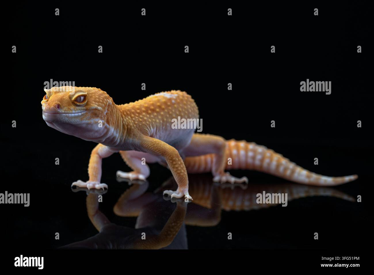 Ein Albino-Leopardgecko, der auf einer reflektierenden Oberfläche läuft Stockfoto