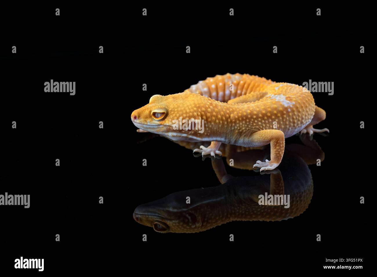 Ein Albino-Leopardgecko auf einer schwarzen reflektierenden Oberfläche Stockfoto