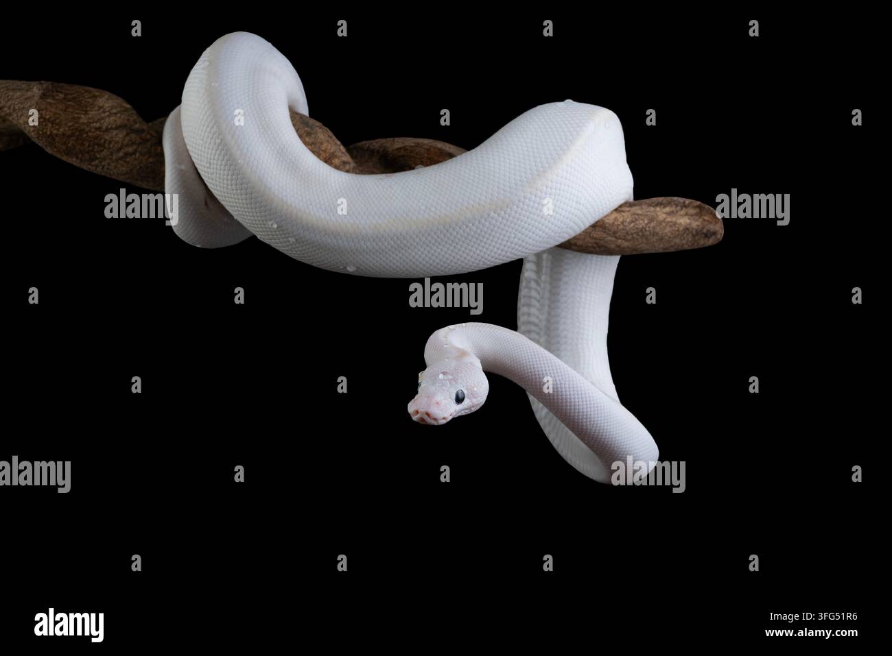 Weißer blauäugiger leukistischer Ballpython auf einem Ast Stockfoto