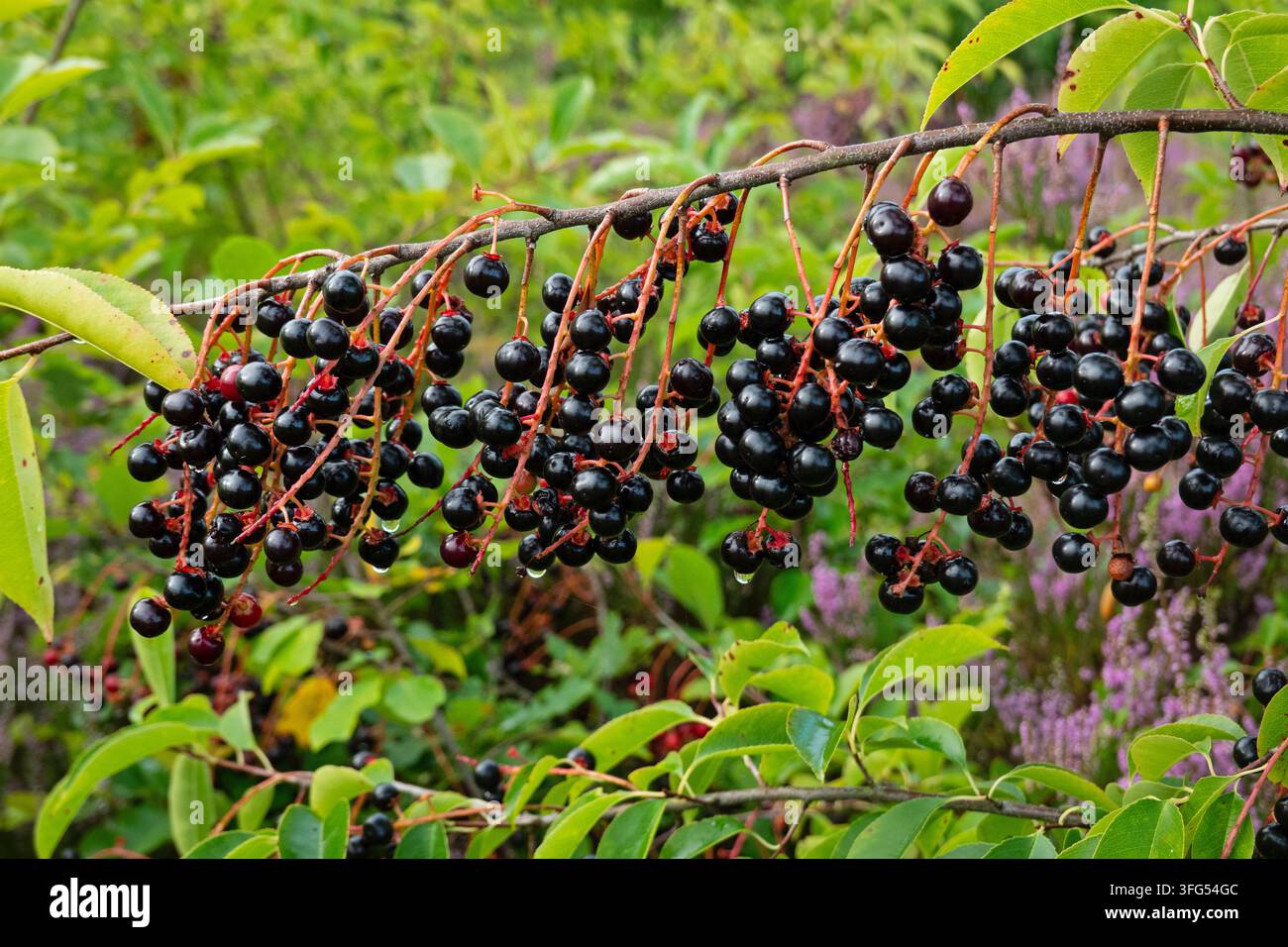 Frucht der schwarzen Kirsche im Sommer Stockfoto