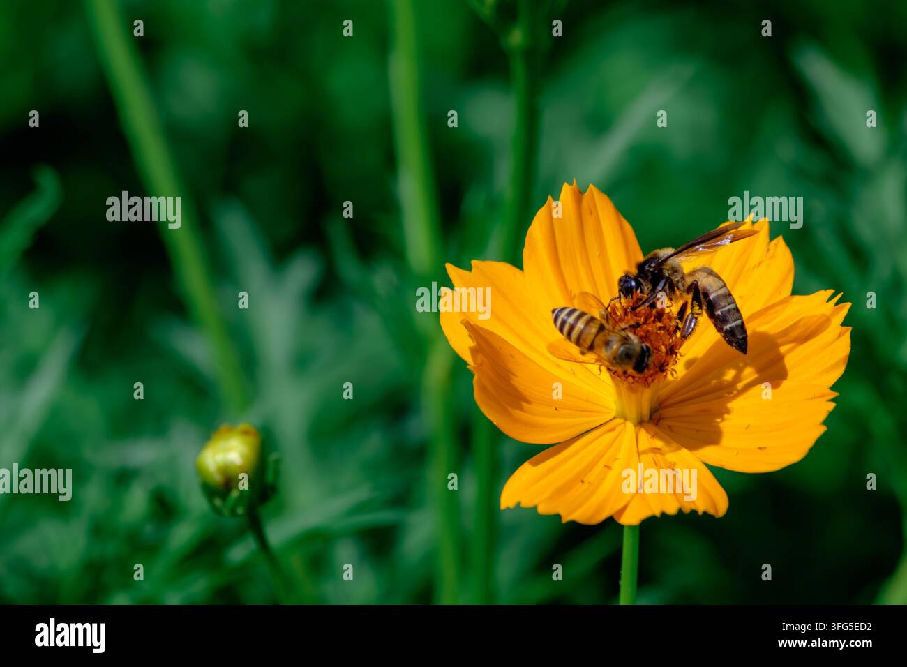 Eine Nahaufnahme von zwei wilden Honigbienen, die eine leuchtend gelbe Kosme-Blüte bestäuben, vor einem unscharfen grünen Blattgrund Stockfoto