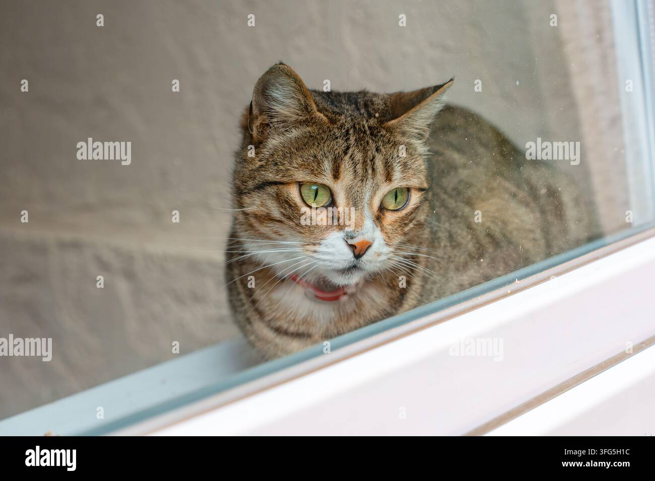 Hauskatze sitzt auf einer Fensterbank zu Hause, Blick von der Straße aus Stockfoto
