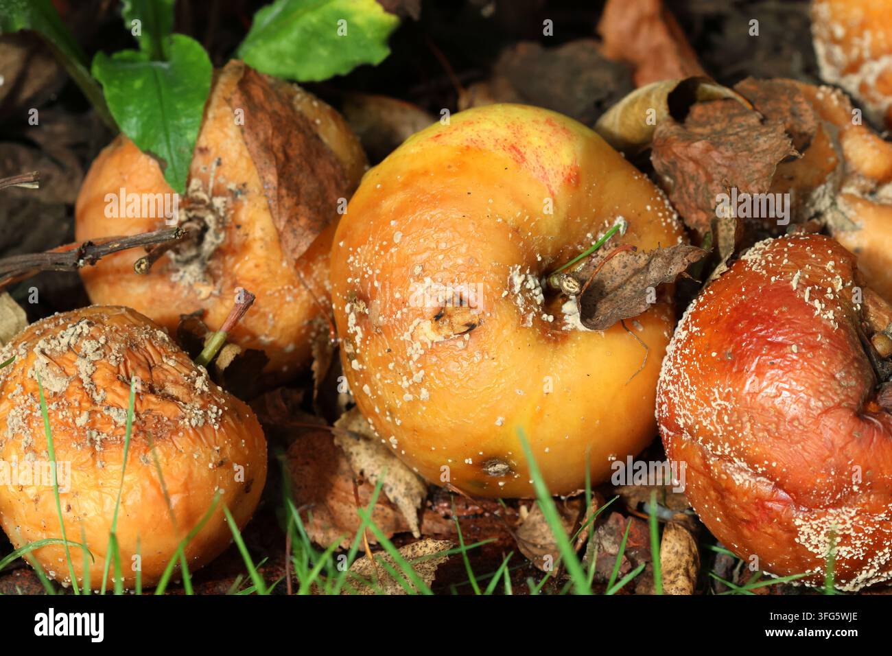 Eine Nahaufnahme von ein paar verrotteten Äpfeln auf dem Boden im Herbst. Stockfoto