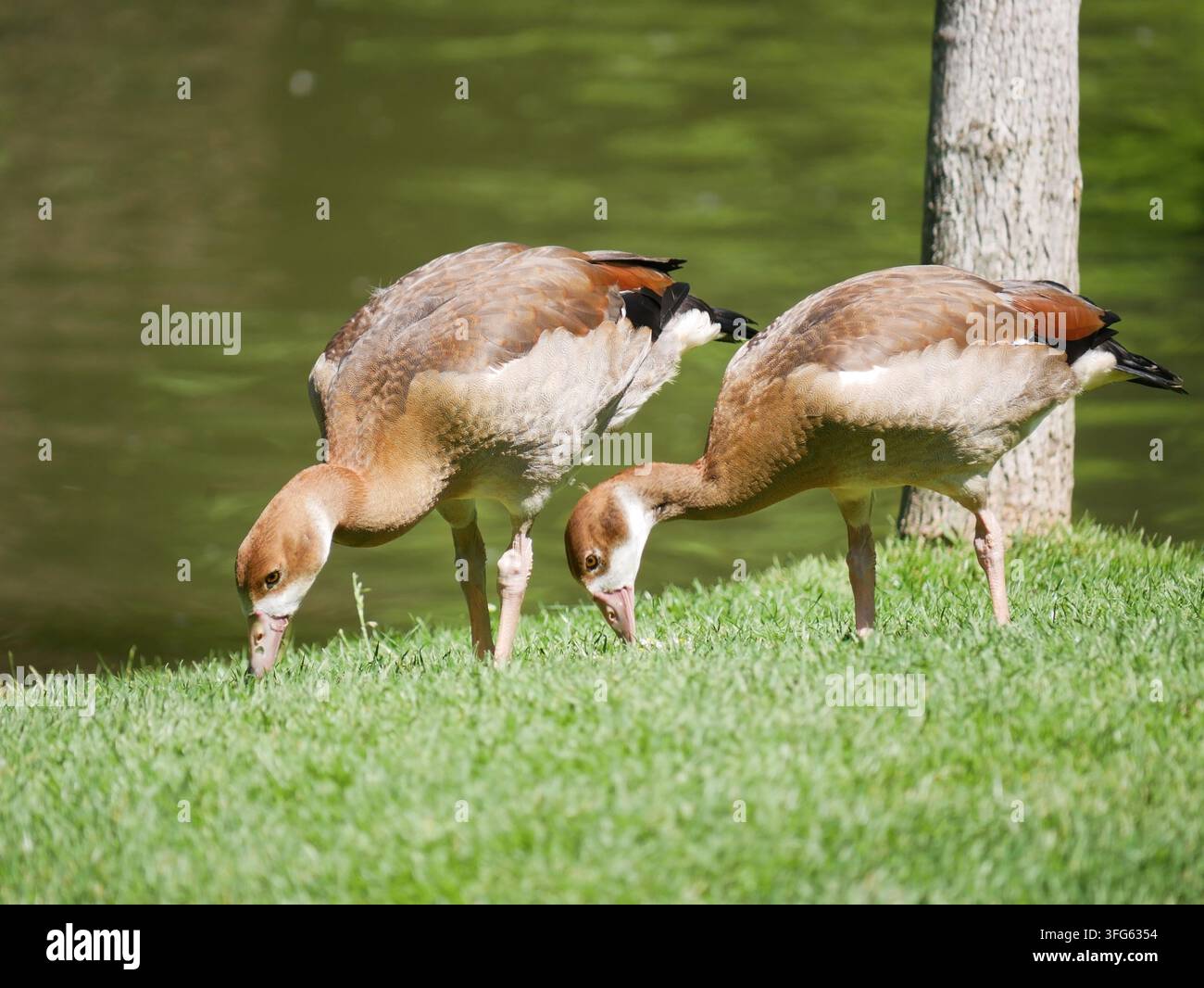 Zwei Nilgänse, die auf grünem Gras in der Nähe von Wasser grasen – Konzept von Wildtieren, natürlichem Verhalten und friedlicher Außenumgebung Stockfoto