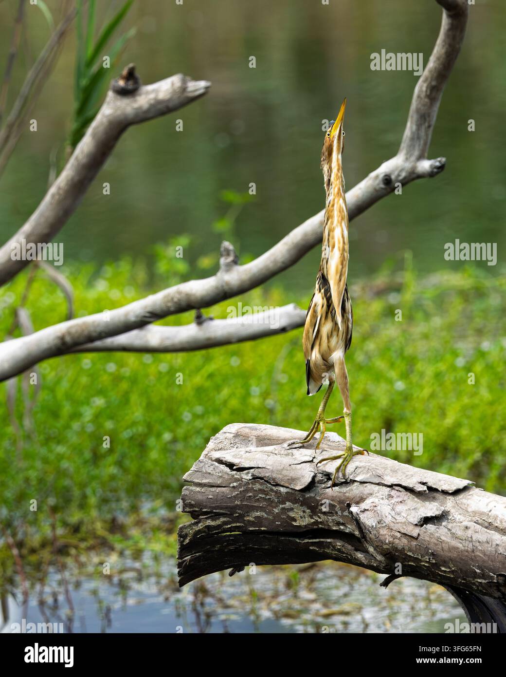 Jugendlicher Schreiadler (Butorides striata), auch bekannt als Mangrovebussard, steht aufmerksam mit gestrecktem Hals in Rosh Tzipor, Tel Aviv, Israel Stockfoto