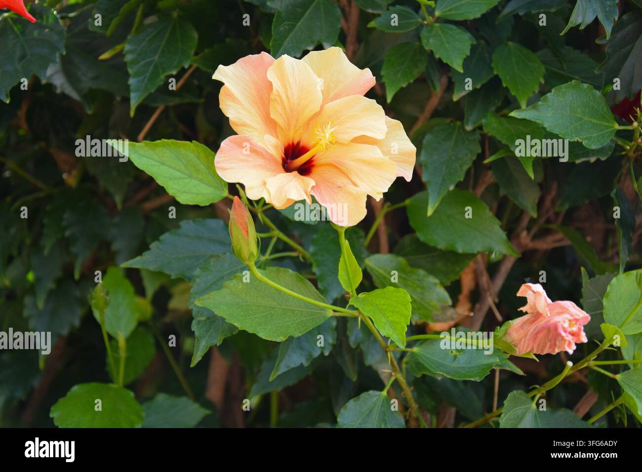 Pfirsich- und gelbe Hibiskusblüte in Teneriffa Stockfoto