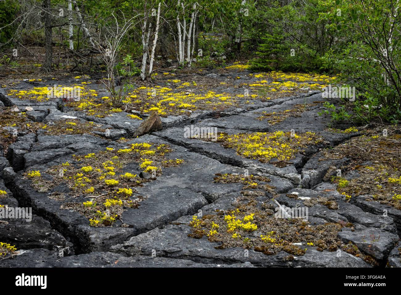 Kalkstein alvars, Manitoulin Island, Ontario, Kanada Stockfoto