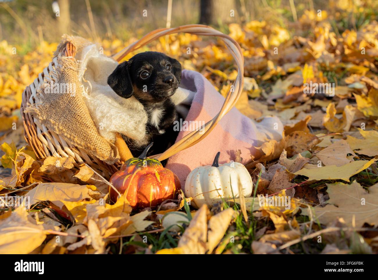schwarzer Mischlingswelpe liegt in einem umgestürzten Weidenkorb, in einen weichen gelb-orangen Schal gewickelt, umgeben von Herbstblättern Stockfoto