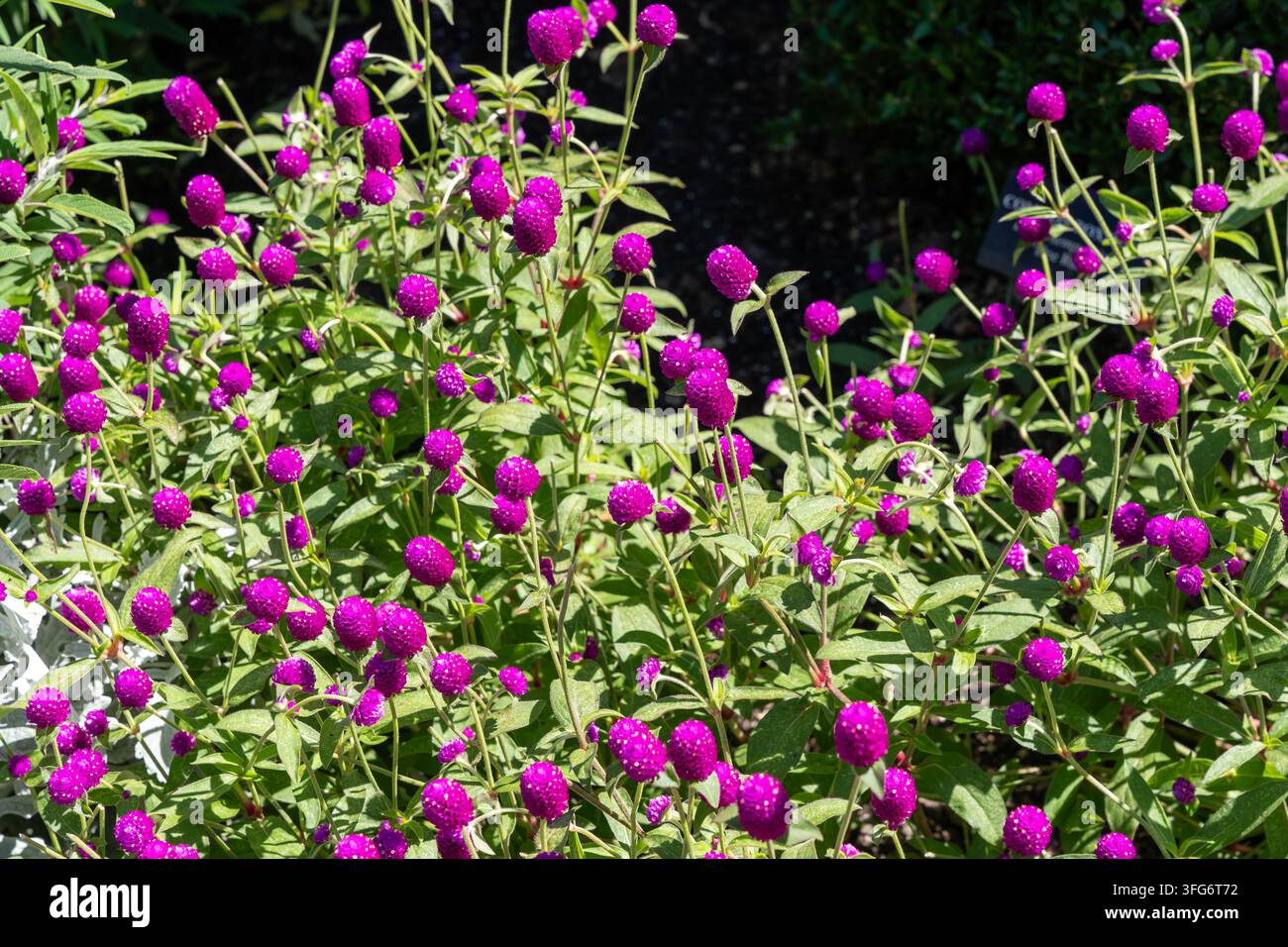 Lebendige Gomphrena globosa-Blüten in einer Gartenumgebung mit hellen magentafarbenen Blüten Stockfoto