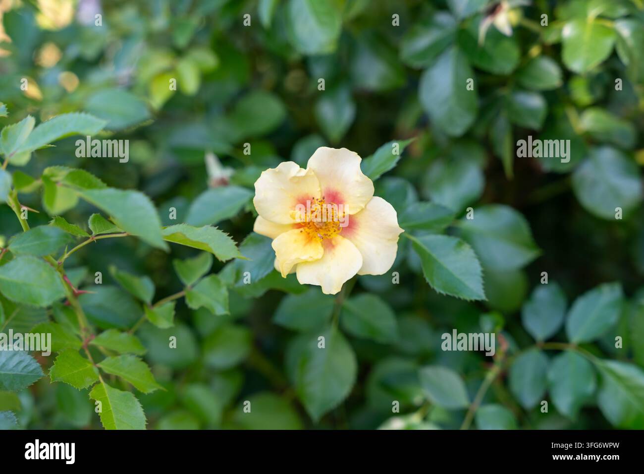 Nahaufnahme von Ringo Rose in voller Blüte mitten in üppigem grünen Blattwerk in einem Garten. Stockfoto