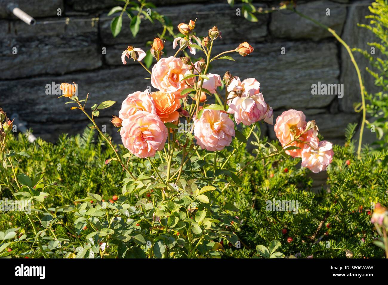Louise Clements Rose in voller Blüte vor einer Steinmauer in einem sonnenbeschienenen Garten. Stockfoto