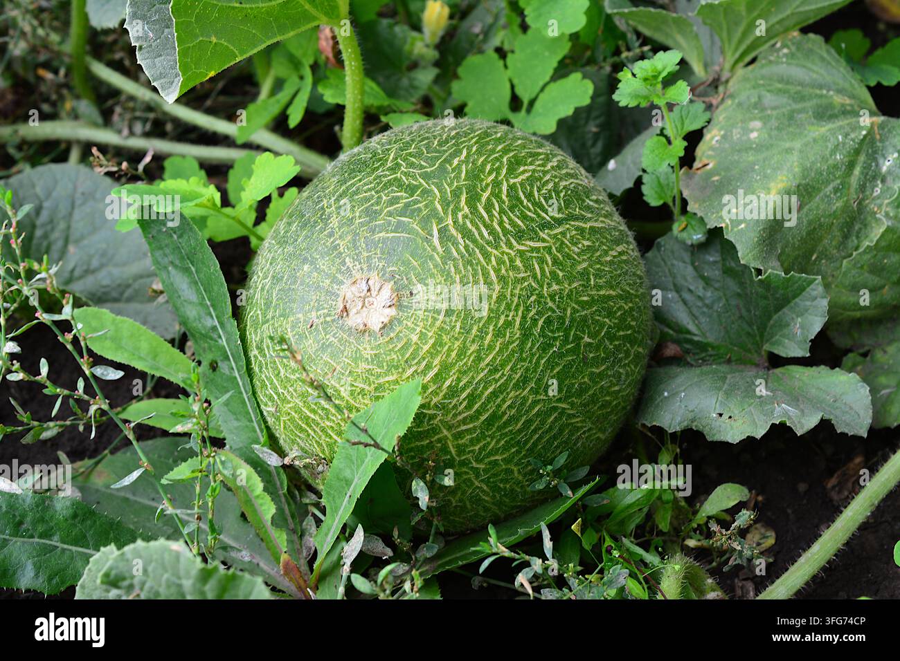 Nahaufnahme einer reifen, runden Cantaloupe-Melone, die in einem Garten wächst, umgeben von grünen Blättern Stockfoto