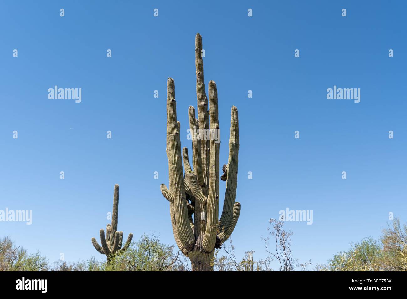 Majestätische Saguaro-Kakteen mit Vogelnestern vor blauem Himmel in Arizona Stockfoto