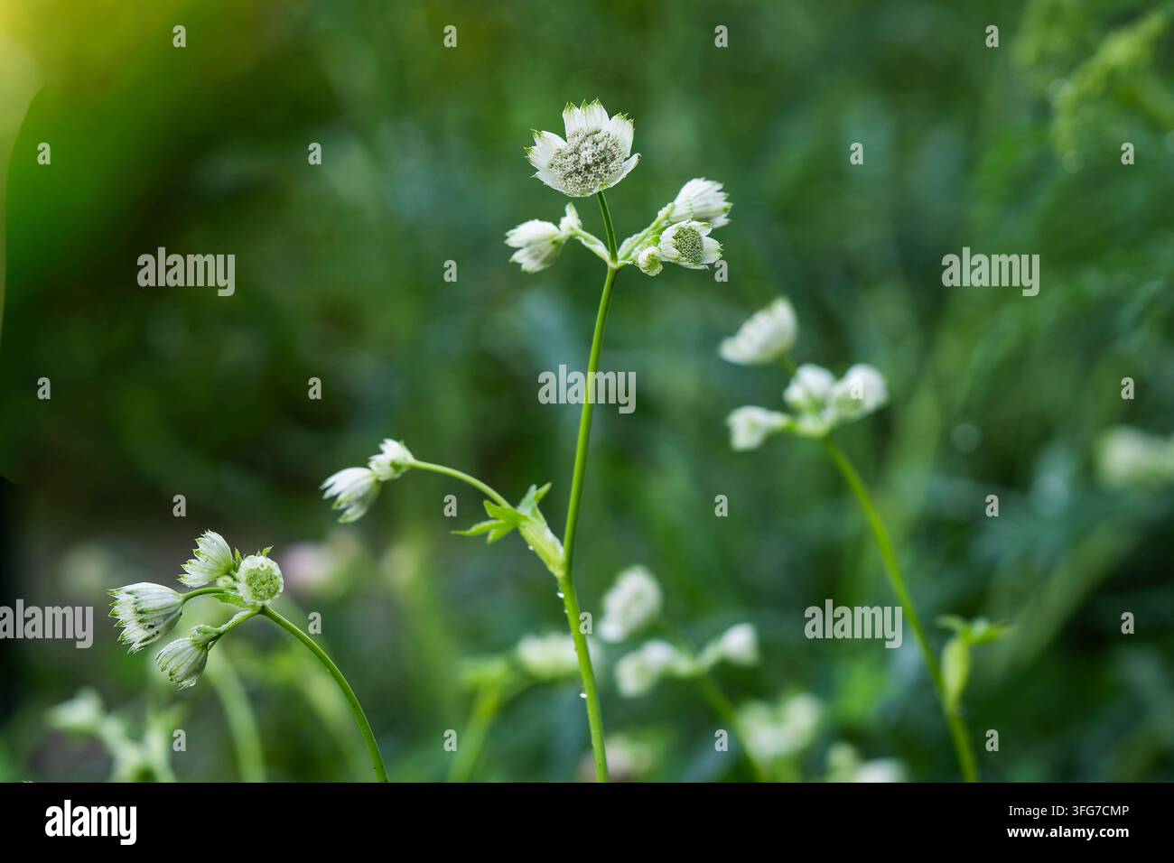 Astrantia major, Großer Meisterbart, eine anmutige ausdauernde Staude mit schlanken Stängeln, die komplexe Dolden mit winzigen grünlich-weißen Blüten tragen. Stockfoto