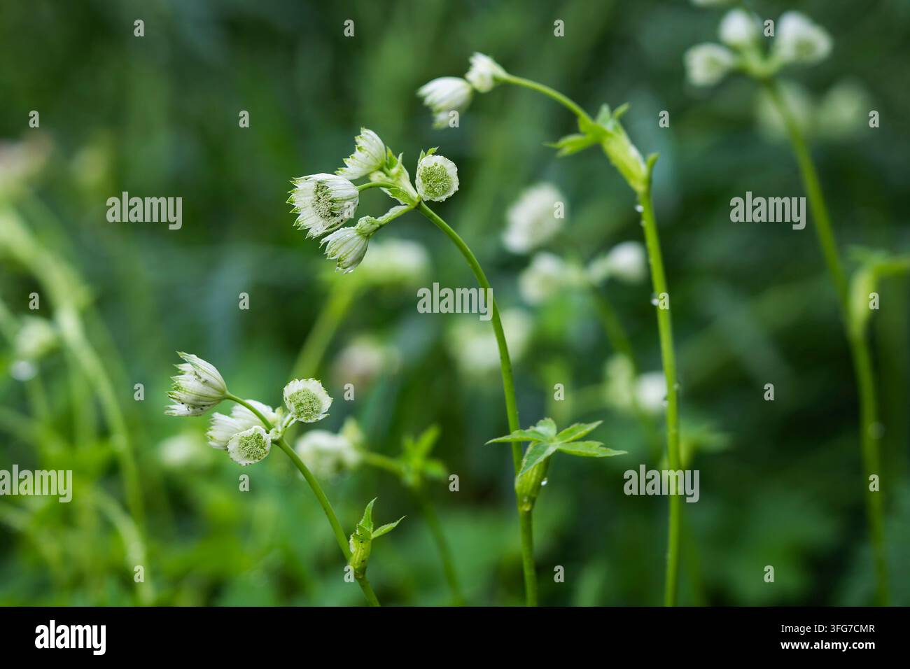 Astrantia major, Großer Meisterbart, eine anmutige ausdauernde Staude mit schlanken Stängeln, die komplexe Dolden mit winzigen grünlich-weißen Blüten tragen. Stockfoto
