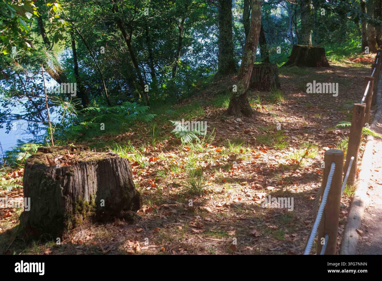 Ein alter, verwitterter Baumstumpf, der auf einem sonnenbeschienenen Waldboden steht, der mit trockenen Herbstblättern, grünem Gras und Farnen im Hintergrund bedeckt ist. Stockfoto