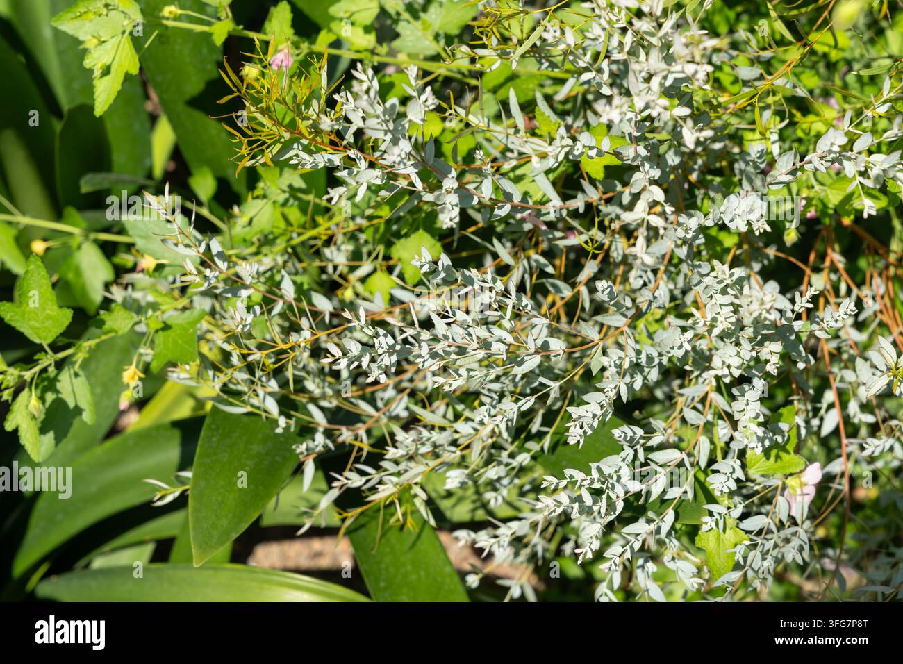 Zarte silbrig-grüne Blätter und kleine Blüten in einem Garten Stockfoto