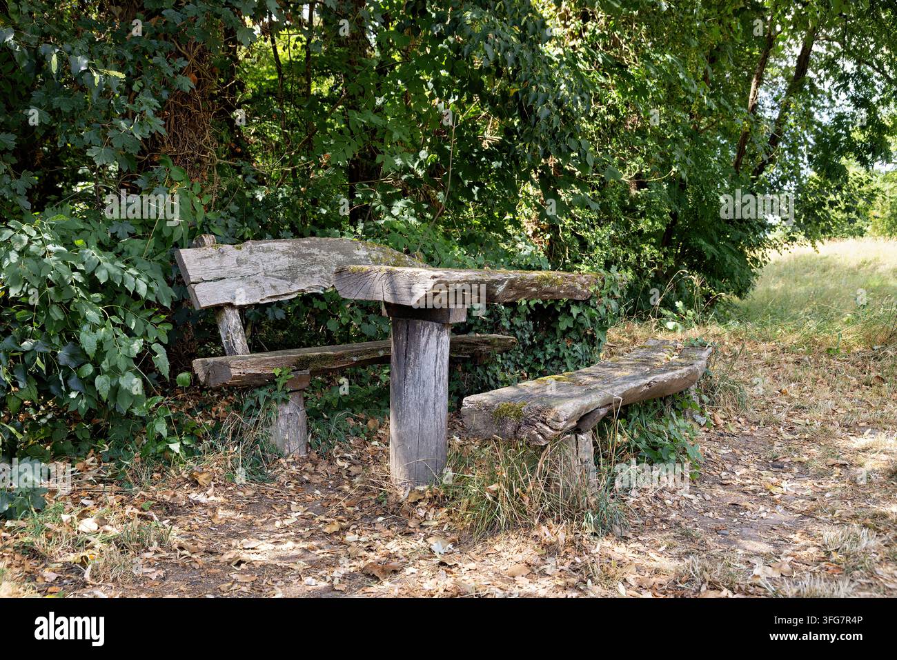 Alte verwitterte Parkbank, umgeben von dichtem Laub, Deutschland Stockfoto