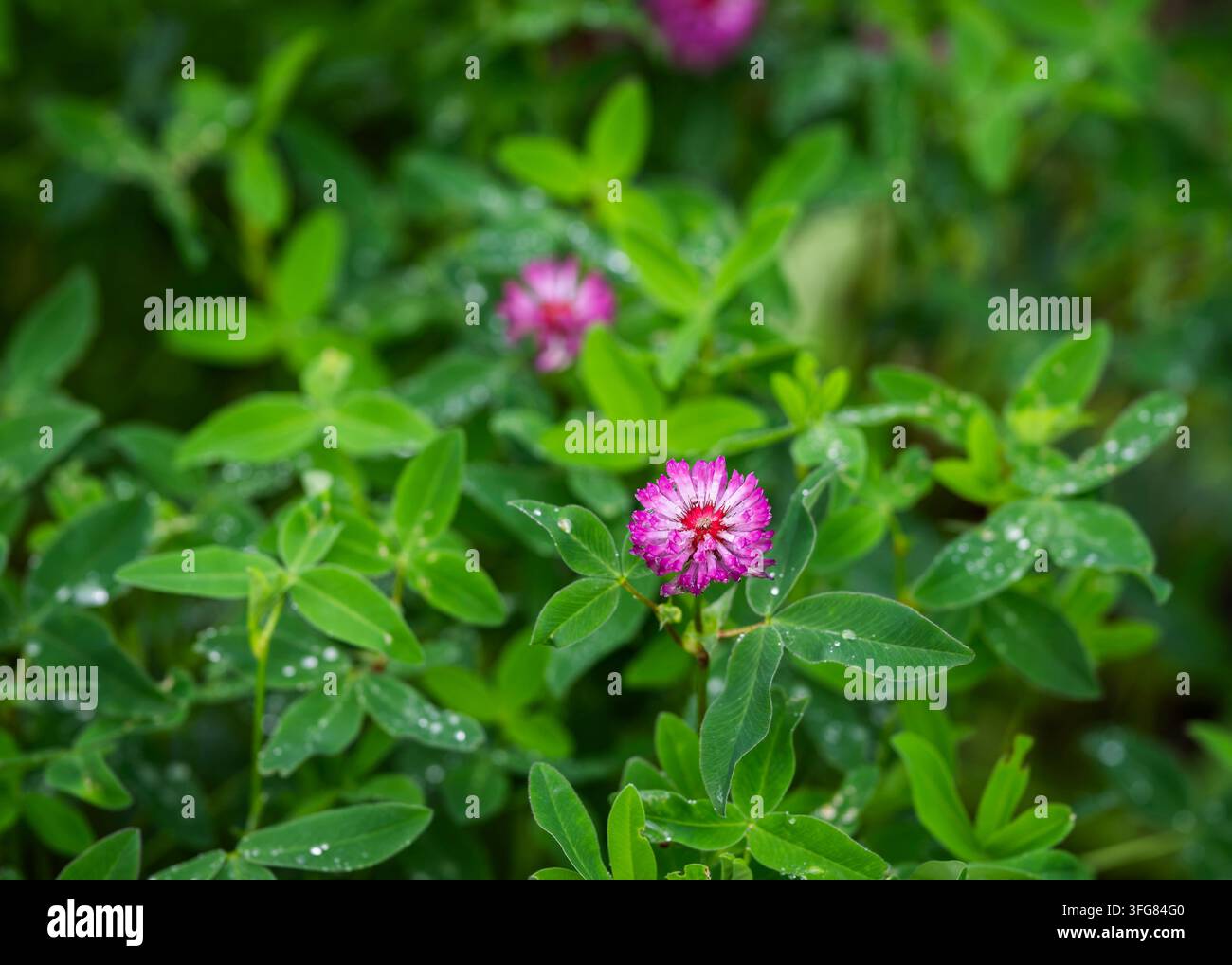 Trifolium medium, der Zickzack-Klee, leuchtet still zwischen dem Sommergrün nach einem erfrischenden Schauer. Stockfoto