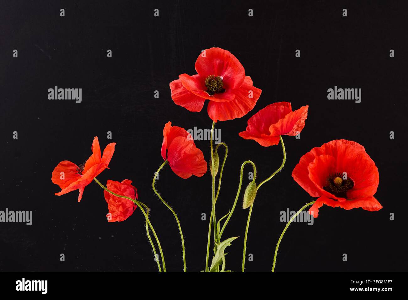 Rote Mohnblumen blühen vor schwarzem Hintergrund Stockfoto
