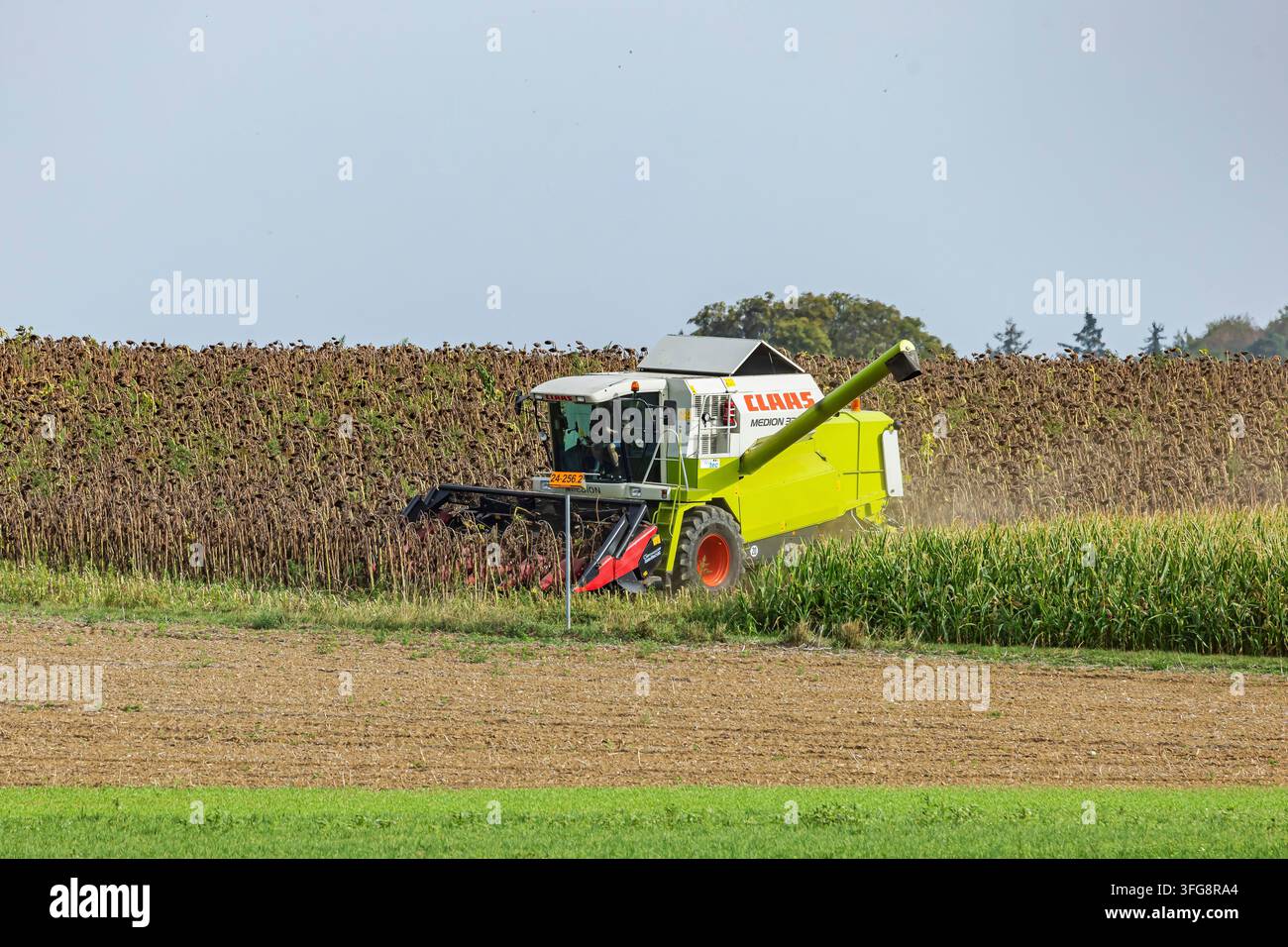 Erntemaschine erntet Sonnenblumen. Buesingen am Hochrhein ist die einzige Gemeinde in Deutschland, die vollständig von ausländischem Territorium umgeben ist. Die Mu Stockfoto