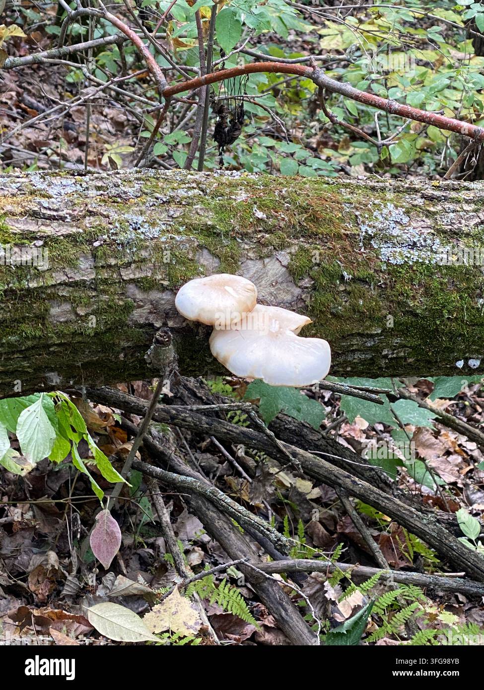 Zwei Austernpilze, die auf einem gefallenen, mit Moos und Flechten bedeckten Baumstamm wachsen, im Herbst, in Fonferek's Glen, Green Bay, Wisconsin, USA - Smartphone-aufgenommenes Stockfoto