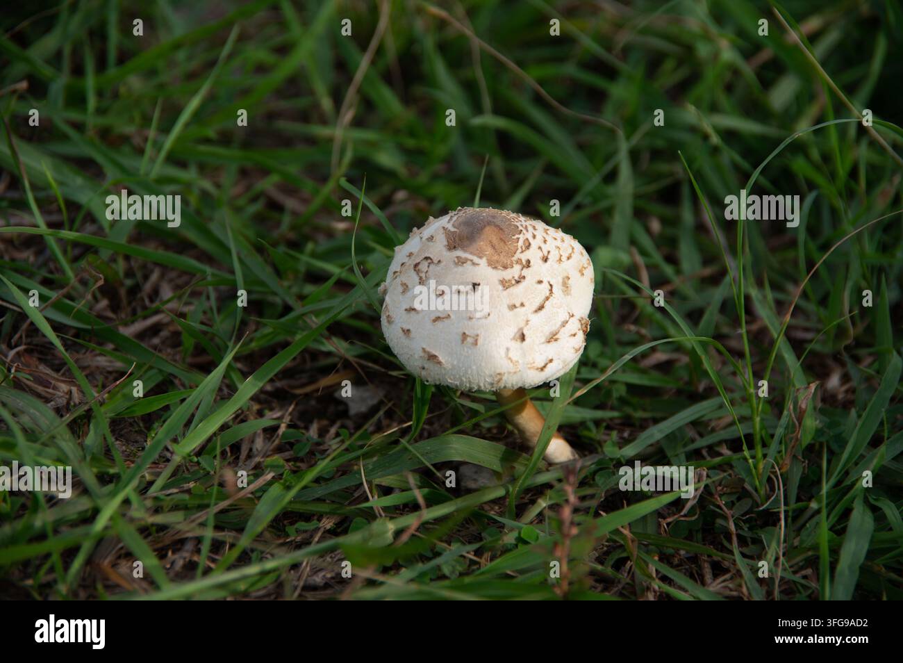 Einzelner Pilz, der in grünem Gras wächst Stockfoto