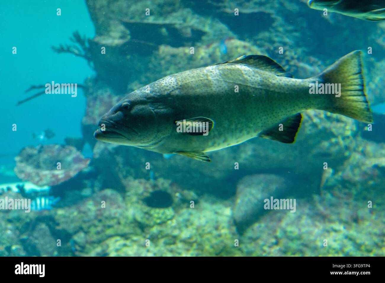 Ein großer Fisch schwimmt durch blaues Aquariumpwasser mit felsigem Korallenhintergrund. Stockfoto
