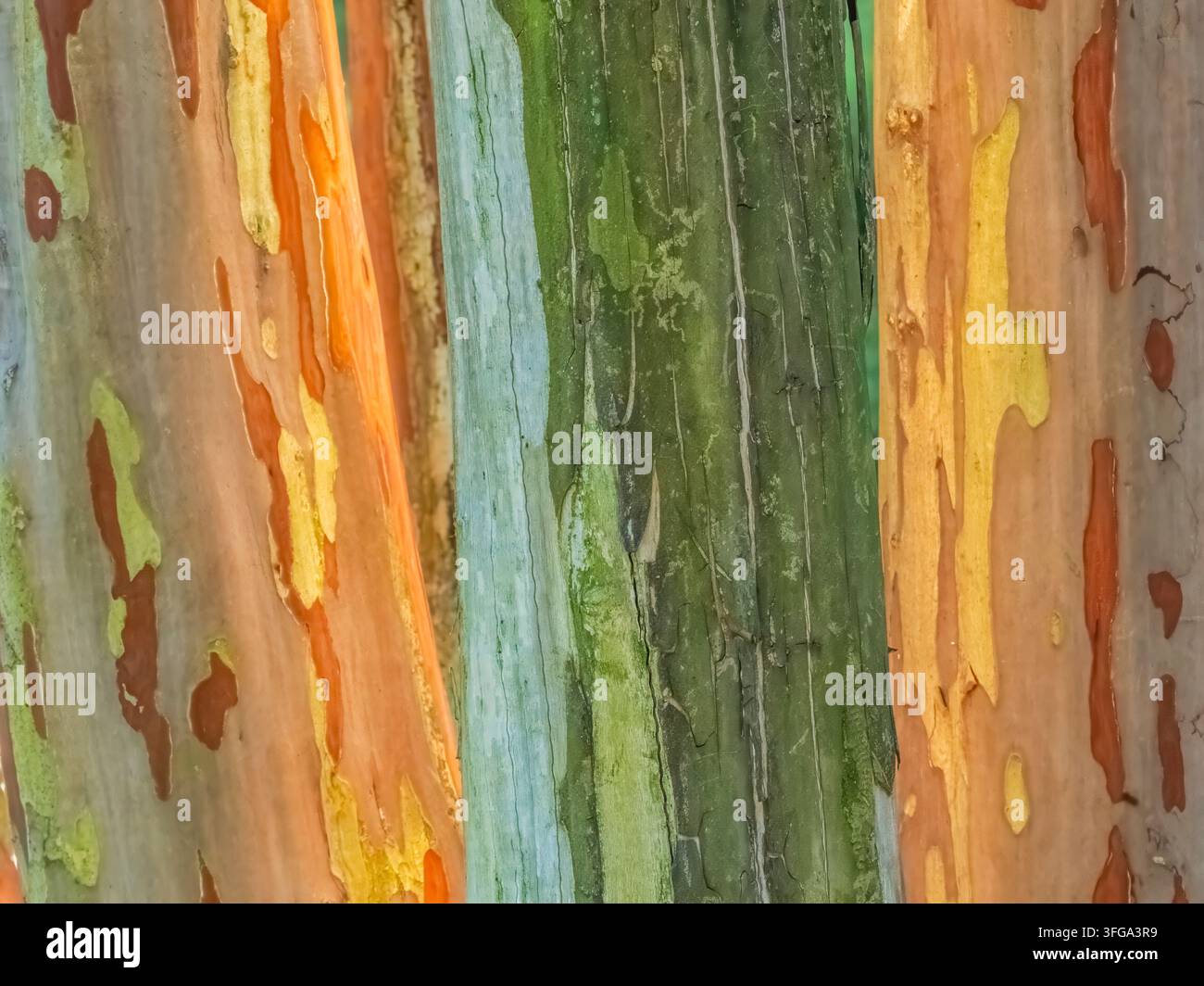 Bunte vertikale abstrakte Streifen auf einem Holzstamm in Nord-Georgia, USA Stockfoto