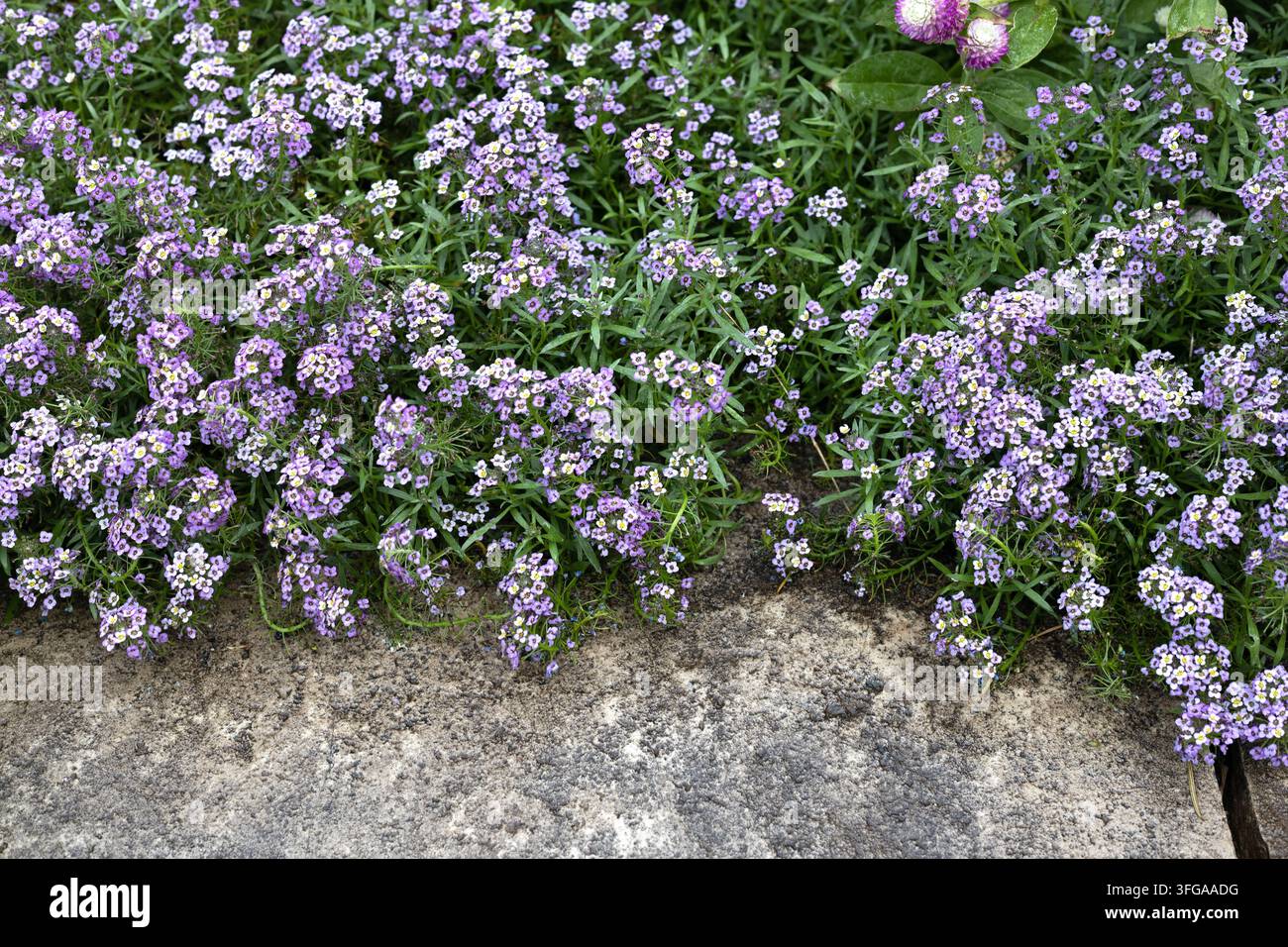 Lobularia maritima 'Easy Breezy Purple' Süßer Alyssumblüten. Stockfoto